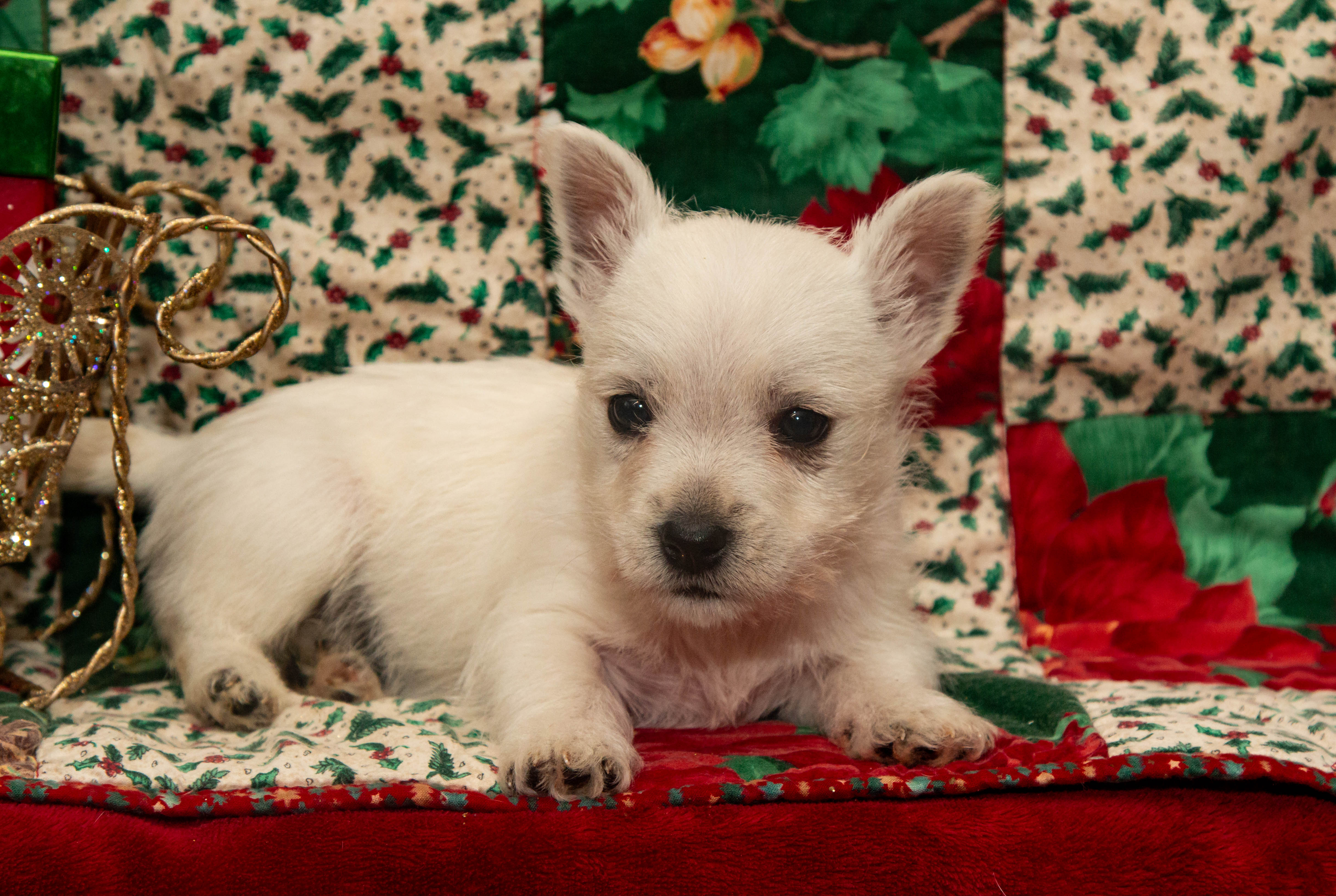 puppy, for, sale, West Highland White Terrier, Amos B. King, dog, breeder, Romney, WV, dog-breeder, puppy-for-sale, forsale, nearby, find, puppyfind, locator, puppylocator, aca